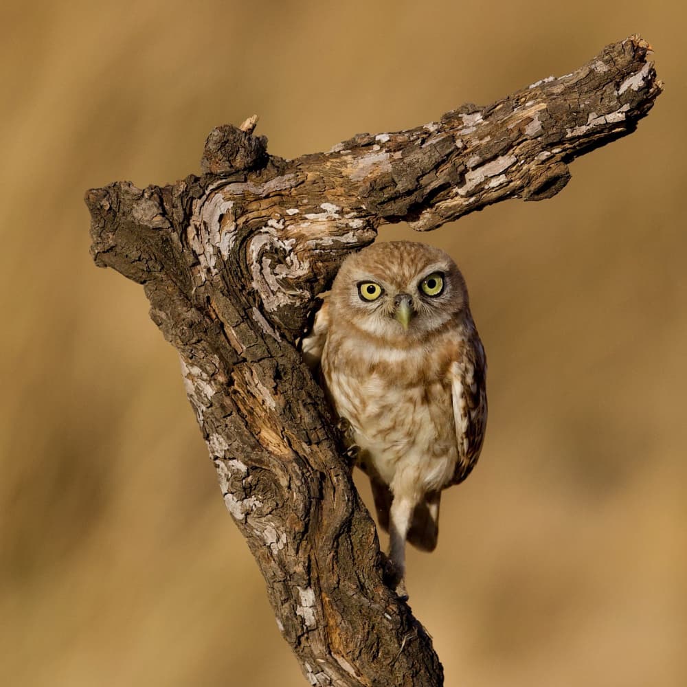 Watchful Little Owl by David Manusevich — canvas wall art