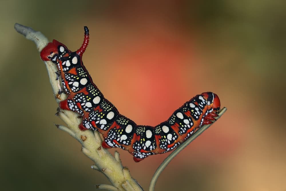 Vibrant Horned Caterpillar by Jimmy Hoffman — canvas wall art