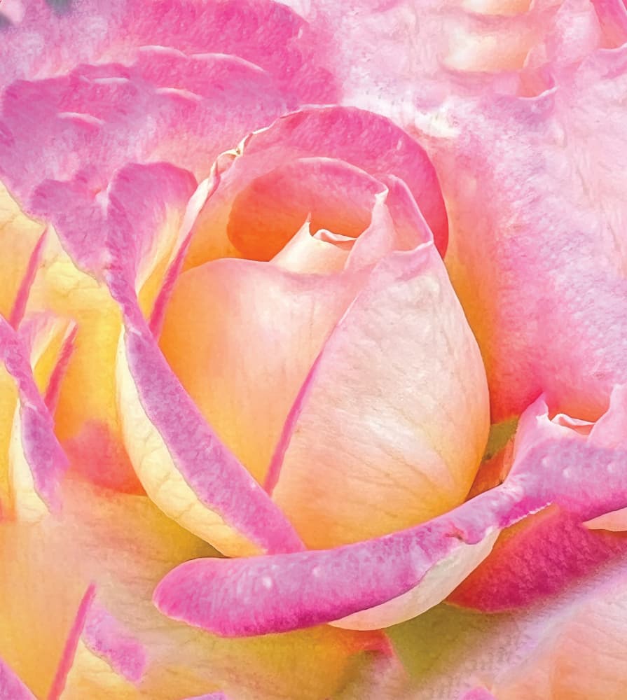 Pink Yellow Rose by Sunil Kulkarni — canvas wall art