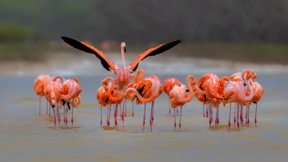 Wading Pink Flamingos by Jun Zuo — canvas wall art