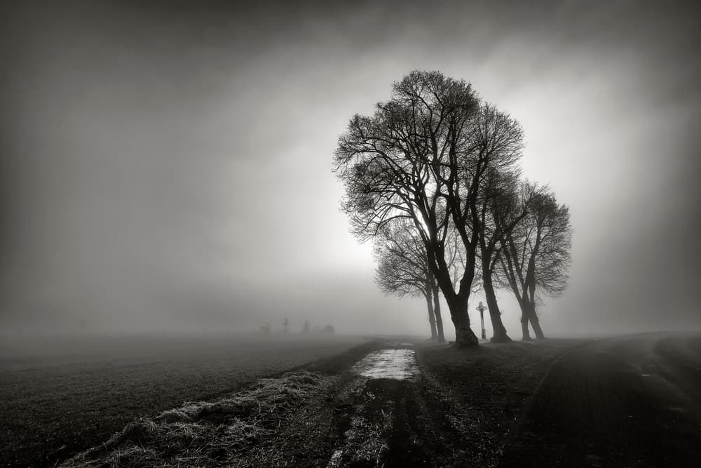 Bare Trees Foggy Path by Arnaud MAUPETIT — canvas wall art