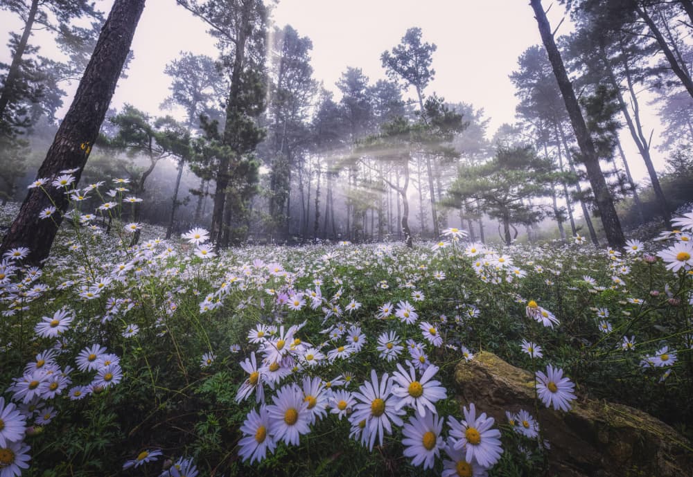 Misty Forest Daisies by Tiger Seo — canvas wall art