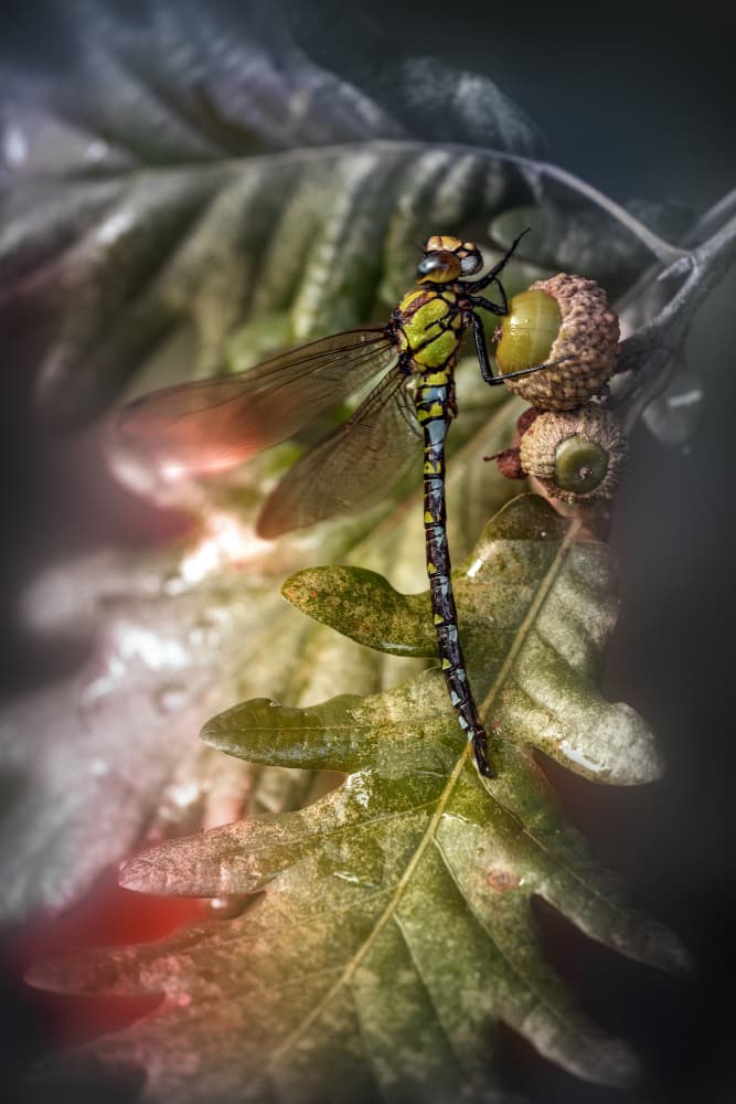 Dragonfly on Acorn by Fabrizio Daminelli — canvas wall art