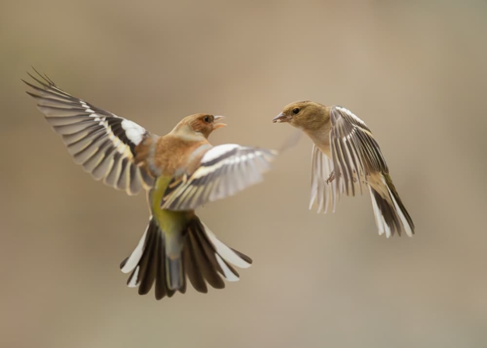 Birds in Mid-Air Action by Marco Barisone — canvas wall art