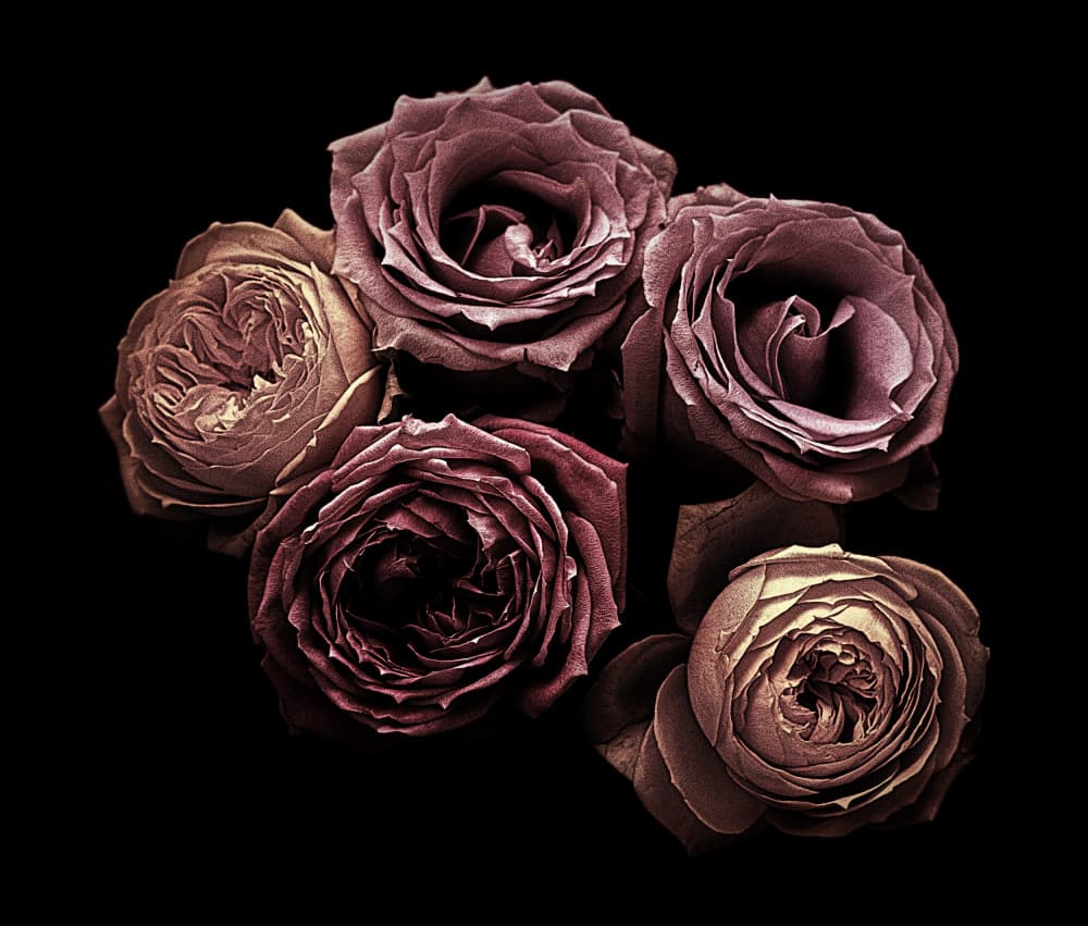 Elegant Moody Roses by Angel Julie — canvas wall art