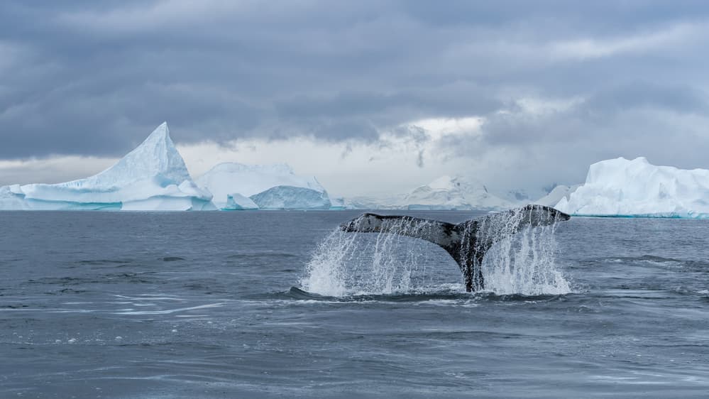 Humpback Whale Tail Splash by Richard Liu — canvas wall art