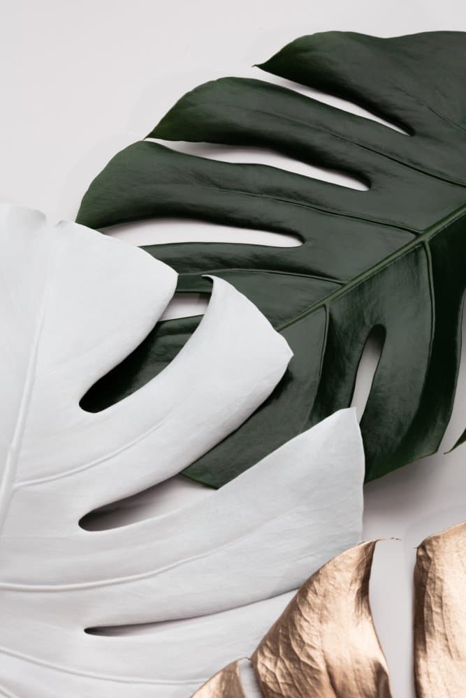 Green White Gold Monstera by Pictufy Studio III — canvas wall art