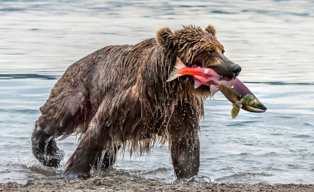 Grizzly Bear Salmon Catch by Giuseppe DAmico — canvas wall art