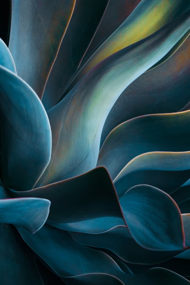 Teal Agave Abstract by Robin Wechsler — canvas wall art