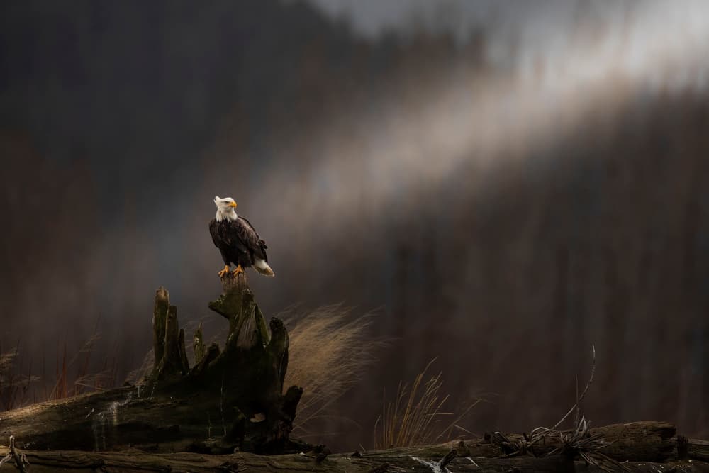 Bald Eagle Forest Light by Valerio Ferraro — canvas wall art