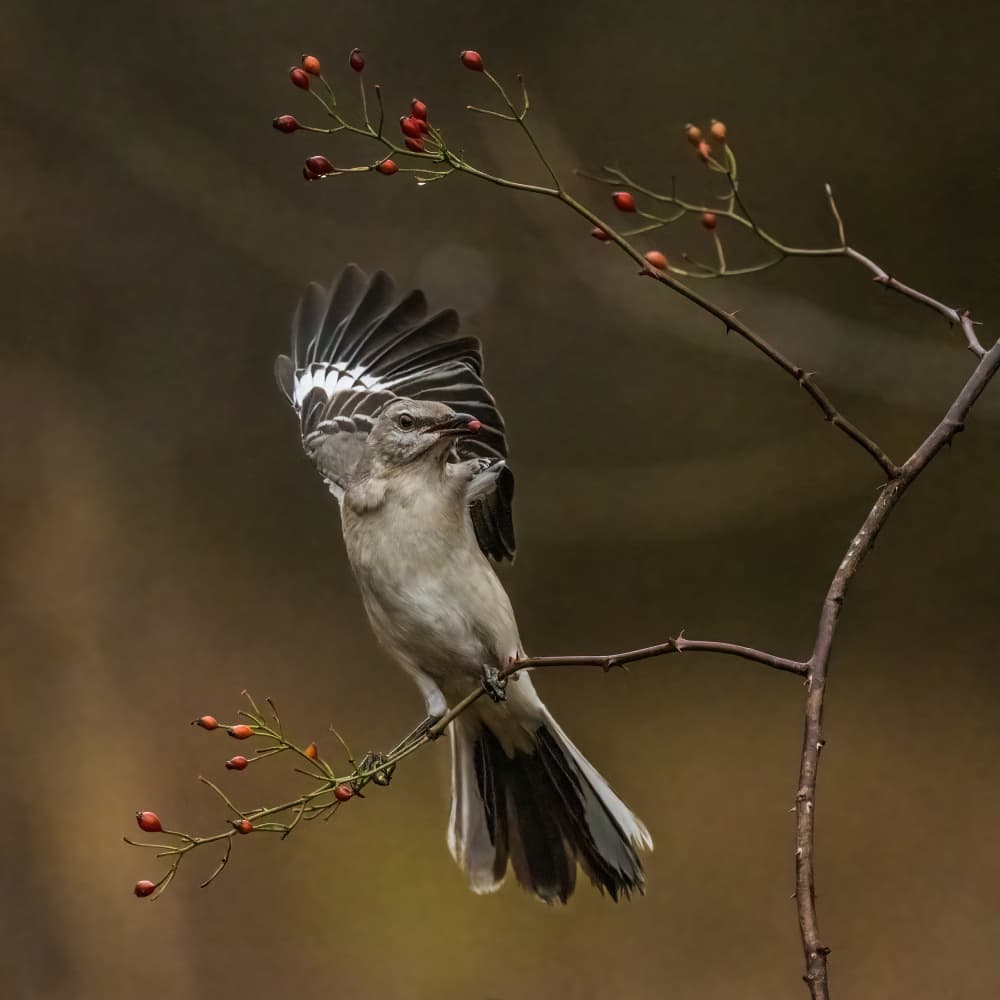 Mockingbird Wings And Berries by Xiao Cai — canvas wall art