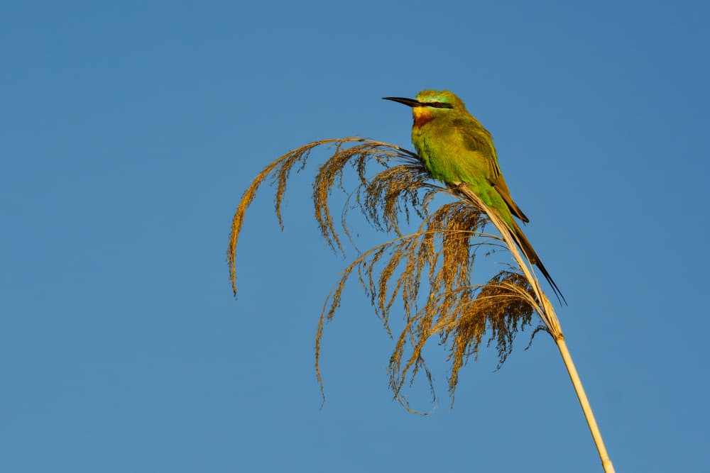 Green Bee-eater Perched by Etienne Steenkamp — canvas wall art