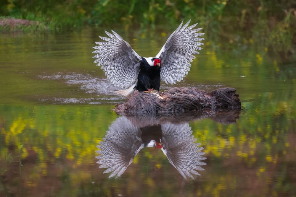 Silver pheasant by YY DB — canvas wall art