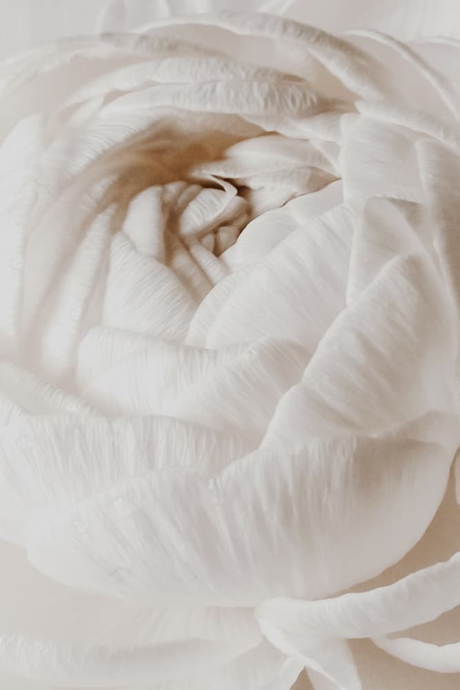 Soft White Ranunculus by Magda Izzard — canvas wall art