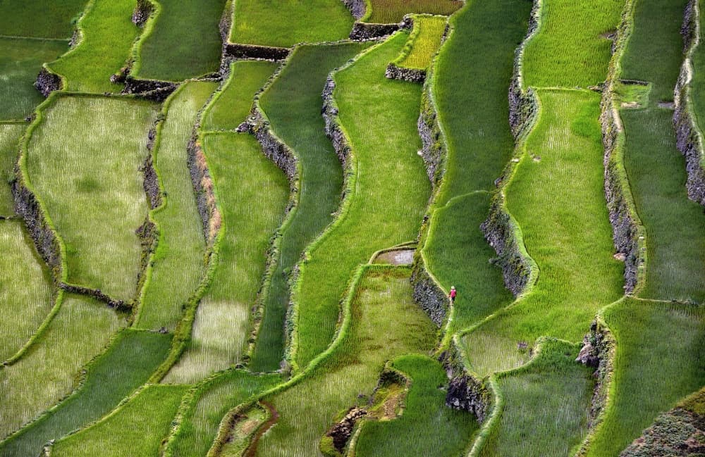Vibrant Rice Terraces by Izidor Gasperlin — canvas wall art
