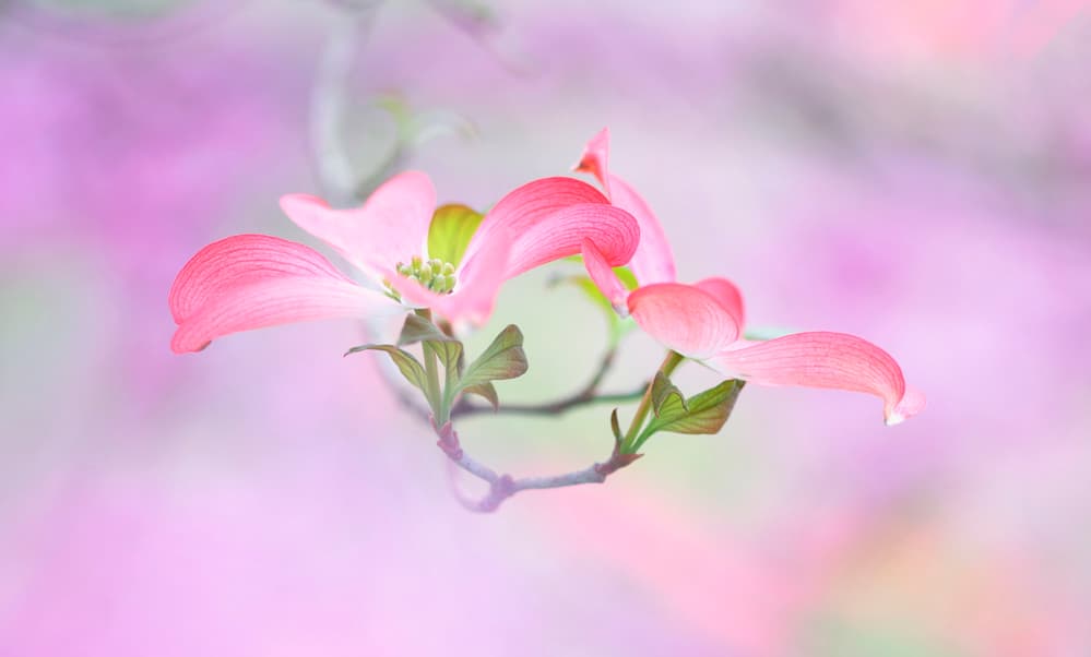 Delicate Pink Dogwood by Purple Bamboo — canvas wall art