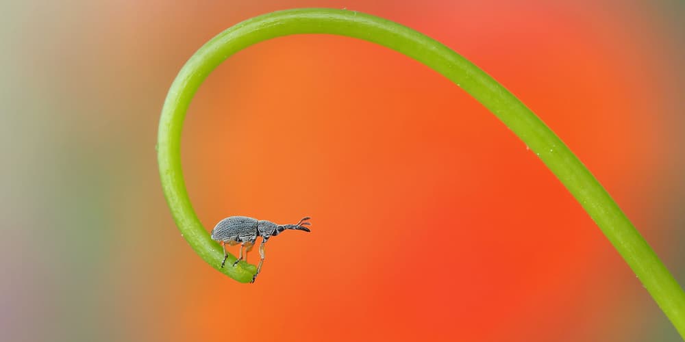 Curious Weevil on Stem by Thierry Dufour — canvas wall art