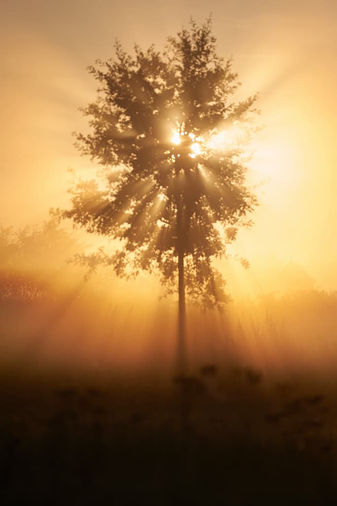 Sun Rays Through Tree by Luc Baekelandt — canvas wall art