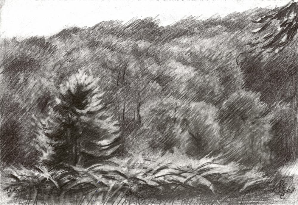 Pine Forest Drawing by Corné Akkers — canvas wall art