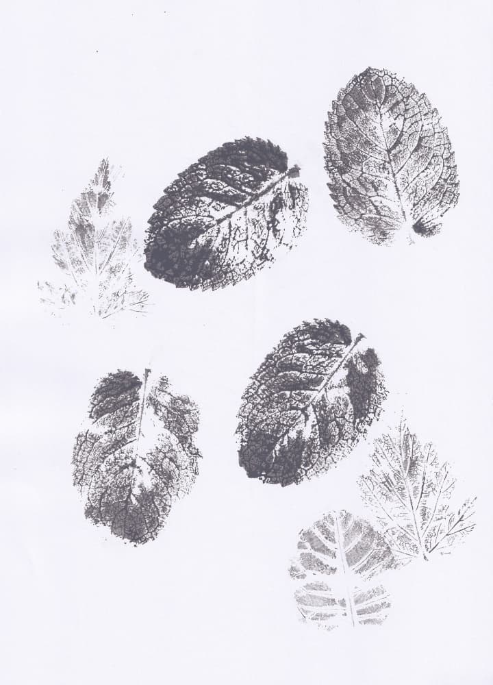 Mint Leaf Imprints