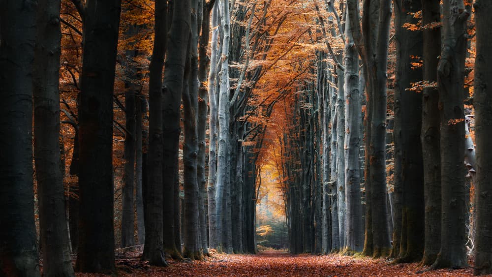 Golden Forest Avenue by Klaus Heuermann — canvas wall art