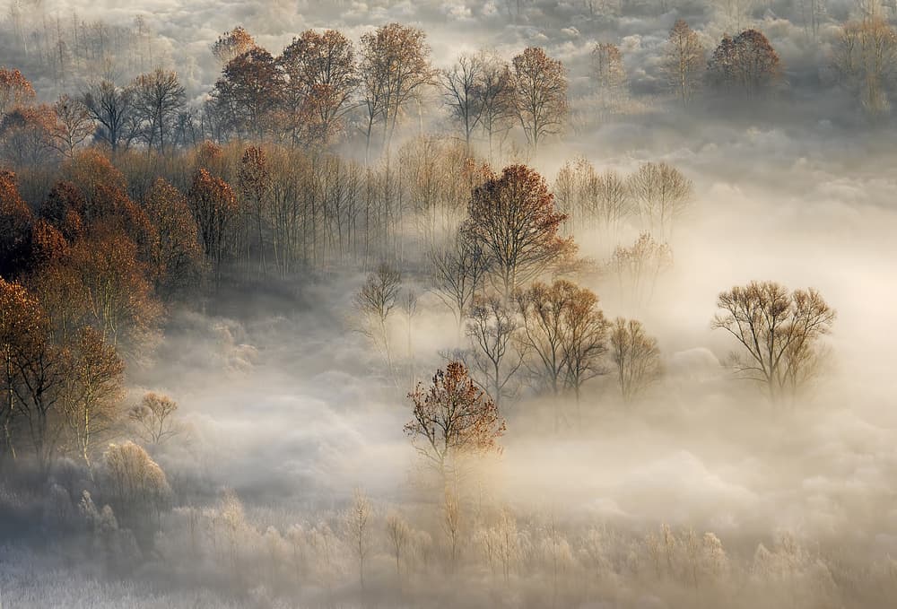 Misty Autumn Forest by Fabrizio Daminelli — canvas wall art