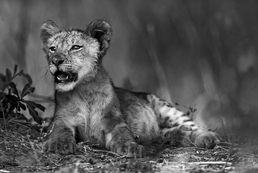 Young African Lion Cub by Giuseppe DAmico — canvas wall art