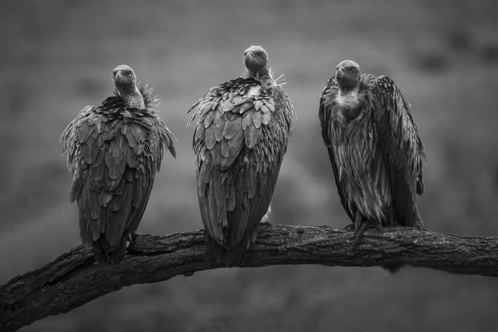 Three Perched Vultures by Roelof de Hoog — canvas wall art
