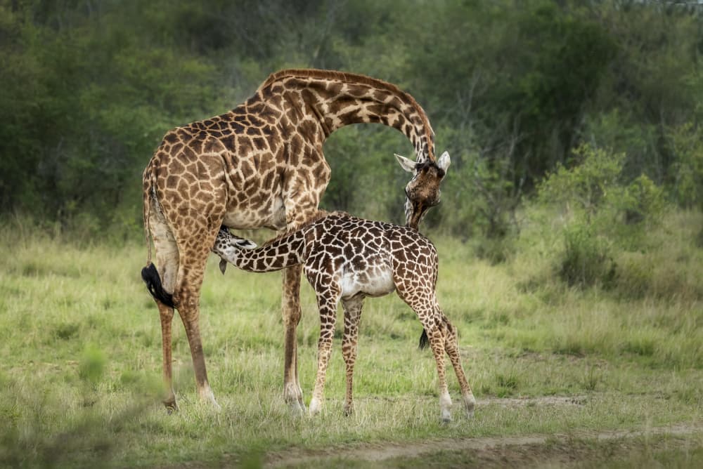 Mother And Baby Giraffe by Anita Singh — canvas wall art