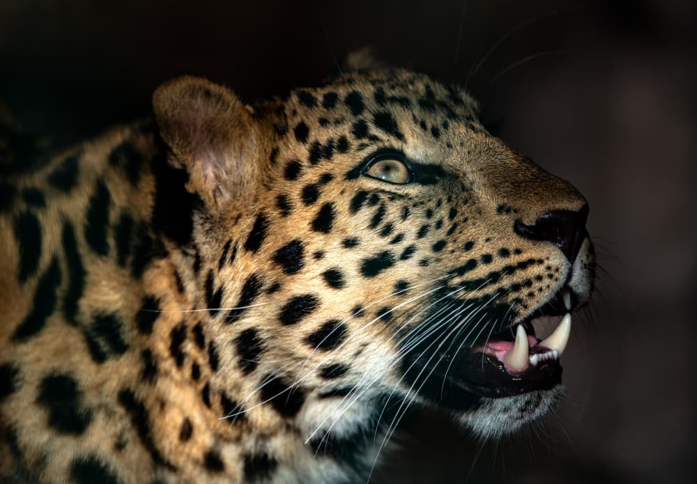 Fierce Leopard Gaze by Keller — canvas wall art