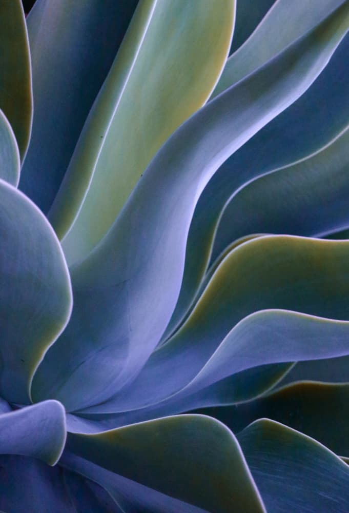 Serene Succulent Layers by Robin Wechsler — canvas wall art