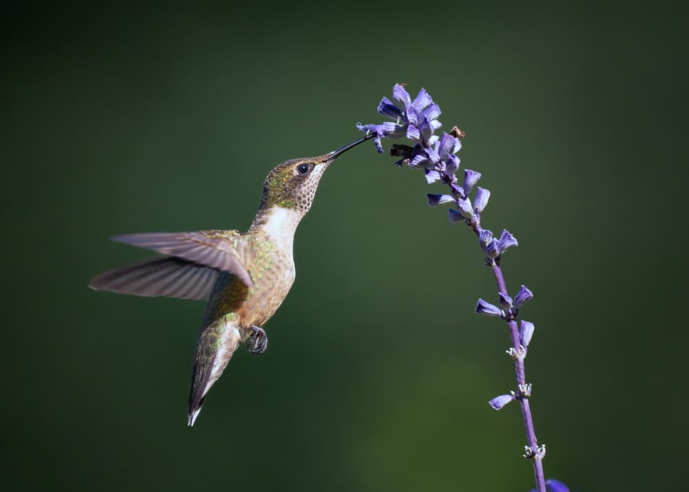 Hovering Hummingbird Nectar by Li Chen — canvas wall art