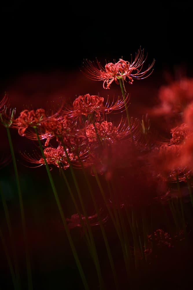 Glowing Red Lilies by Takashi Suzuki — canvas wall art