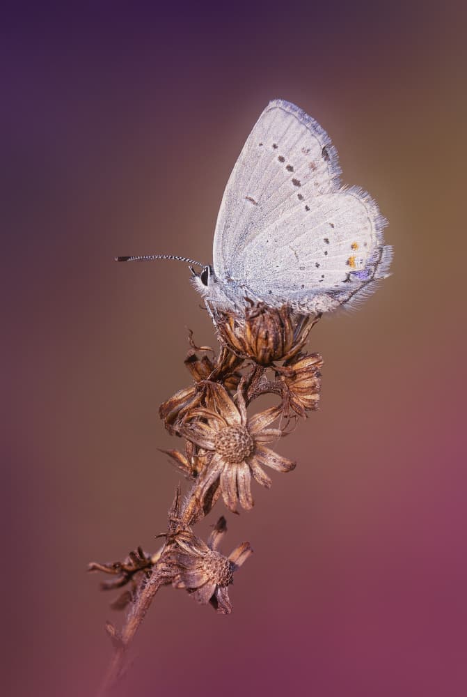 Delicate Blue Butterfly by Fabrizio Daminelli — canvas wall art