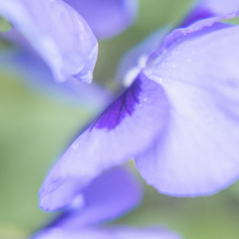 Dewy Purple Bloom by Lynann Colligan — canvas wall art