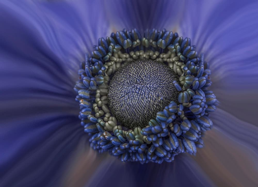 Intricate Blue Flower Center by Chris Coenders — canvas wall art
