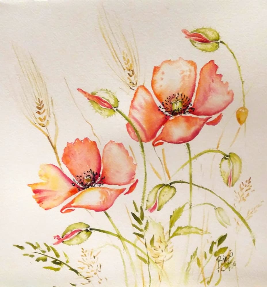 Summer Poppies and Wheat by Anda Bieza — canvas wall art