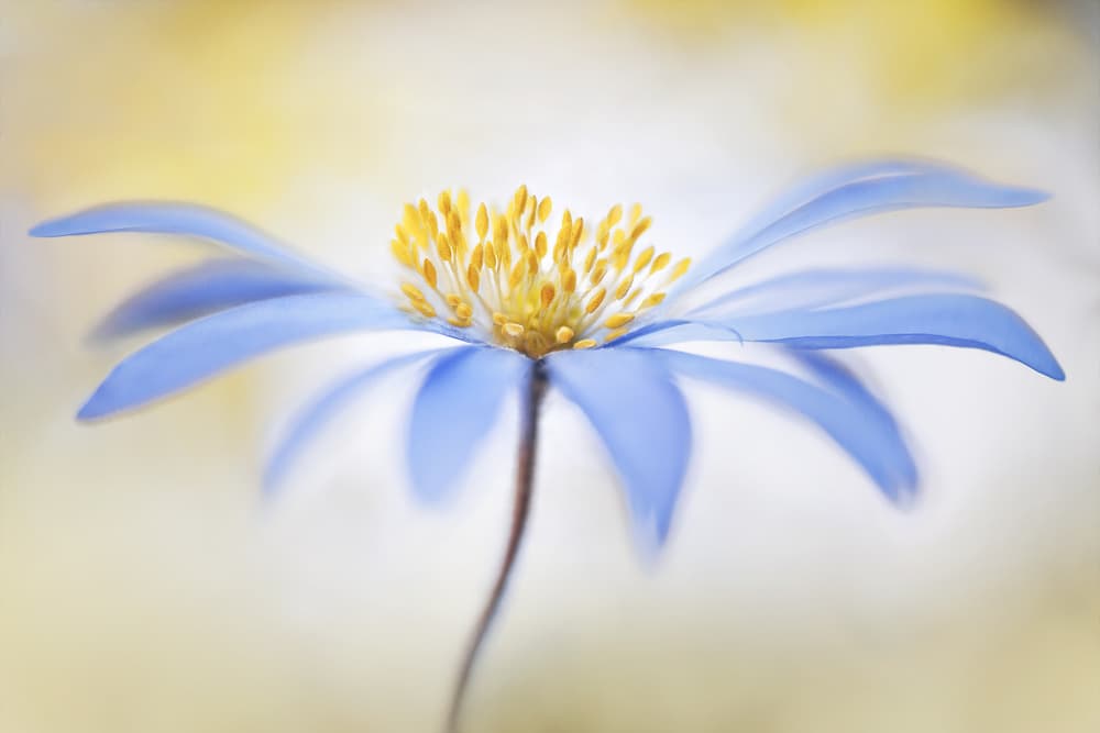 Anemone by Mandy Disher — canvas wall art