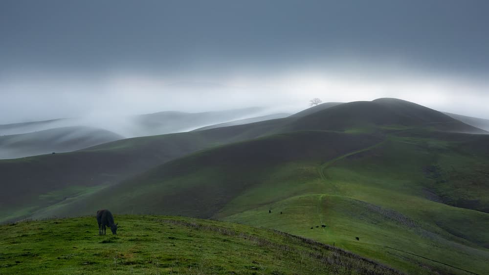 Misty Hills Grazing Cow by Aidong Ning — canvas wall art