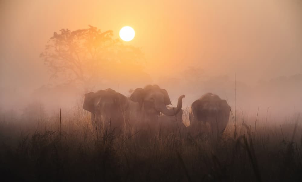Elephants In Golden Mist by swapnil deshpande — canvas wall art