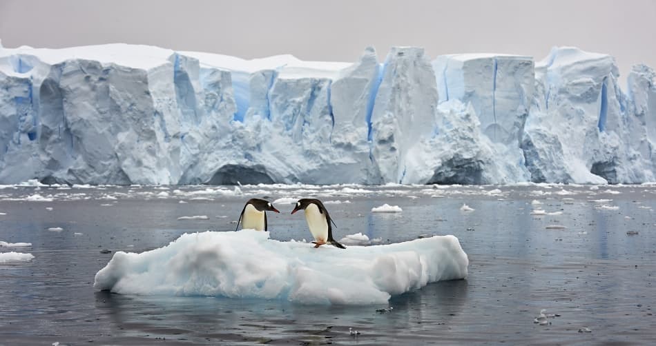 Antarctic Penguins Ice Floe by Sergey Kokinskiy — canvas wall art