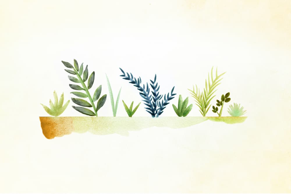 Tiny Garden 1 by Kristian Gallagher — canvas wall art
