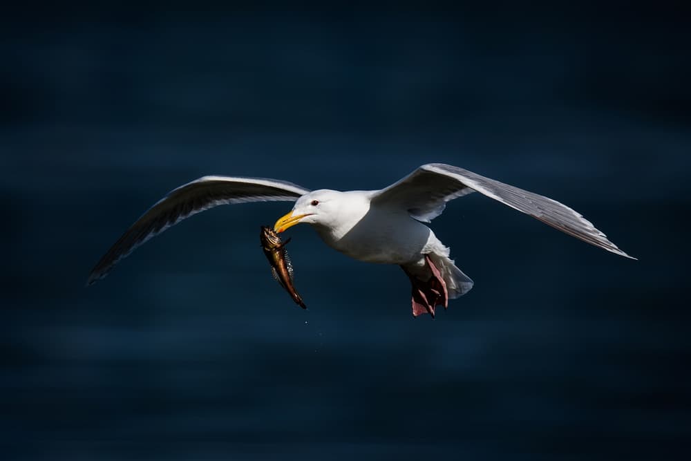 Seagull Catches Fish by David H Yang — canvas wall art