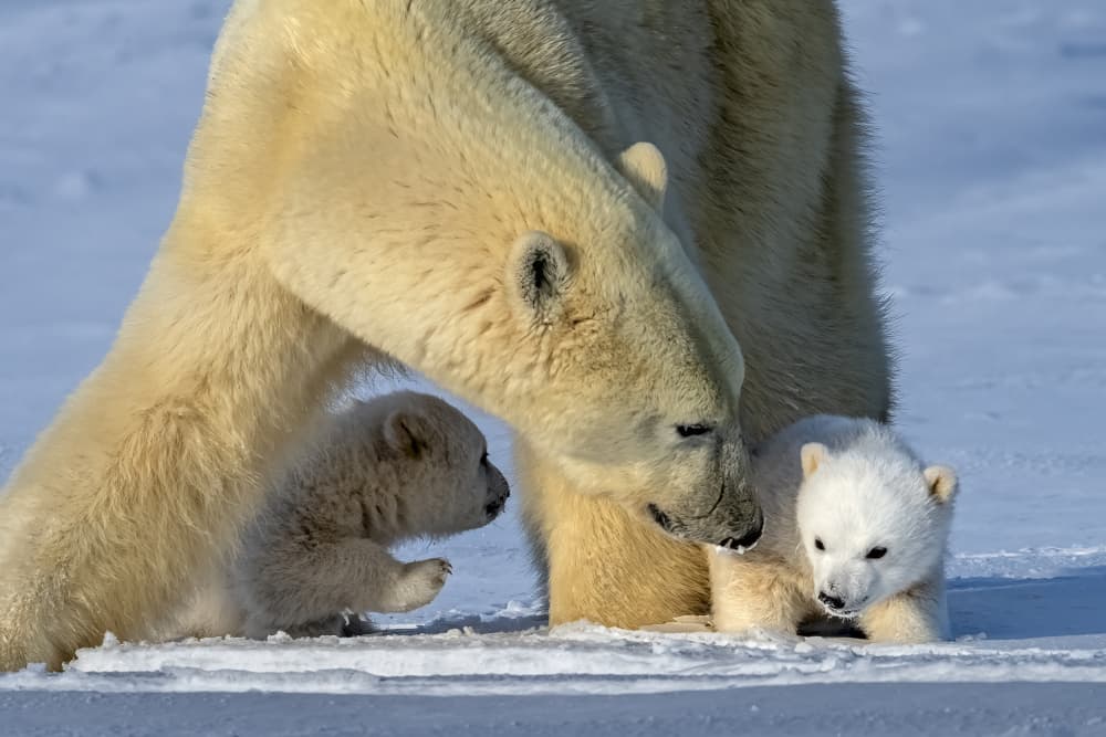 Polar Bear Mother And Cubs by Hung Tsui — canvas wall art