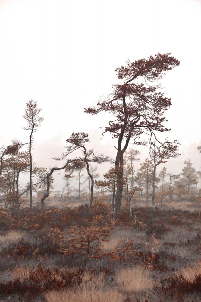 Misty Bog Trees by Christina Sillen — canvas wall art