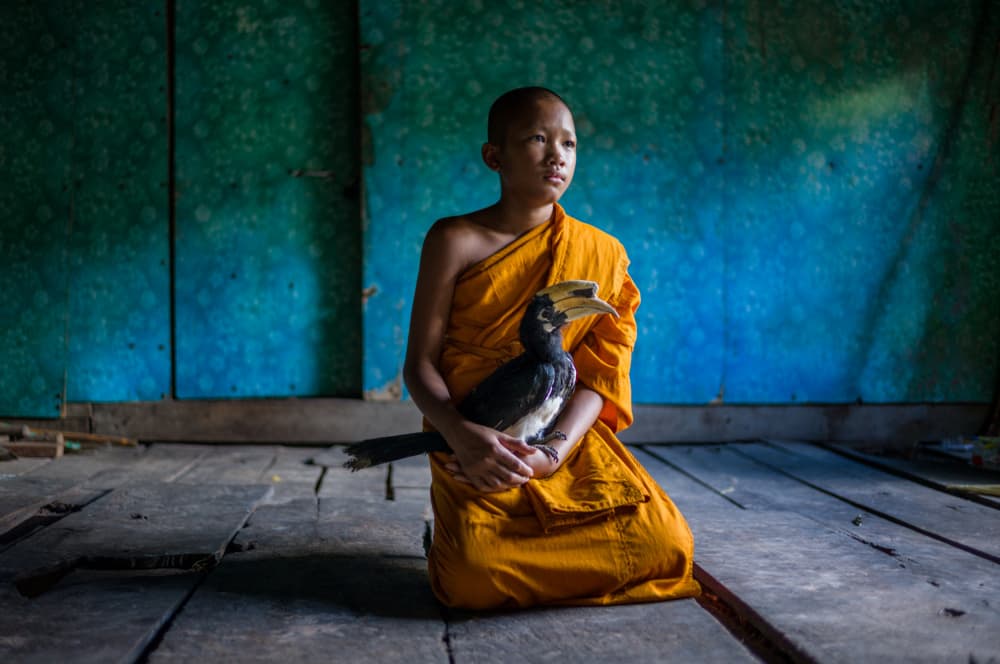 Young Monk and Hornbill by Elizabeth Cowle — canvas wall art