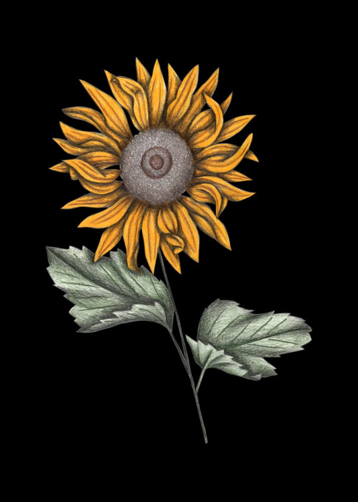 Elegant Sunflower on Black by Cecilia Battaini — canvas wall art