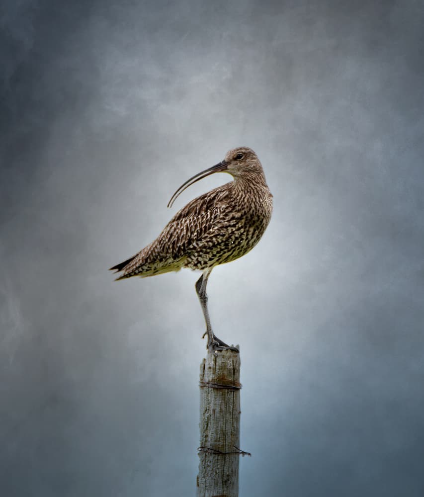Curlew Under Grey Sky by Erik Engström — canvas wall art