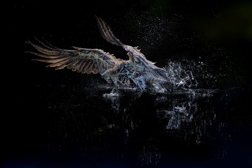 Osprey Flight Splash by Qing Zhao — canvas wall art
