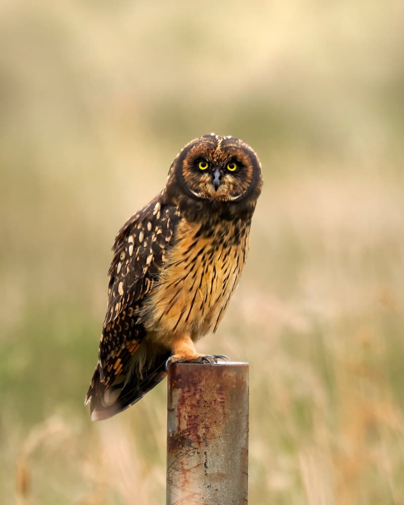Watchful Short-Eared Owl by Lisandro PEREZ — canvas wall art